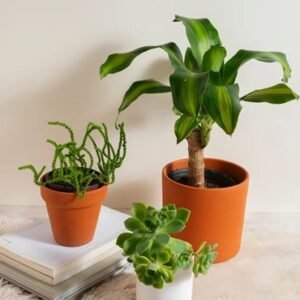 Indoor Plants